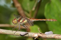 Sympetrum Depressiusculum (2)